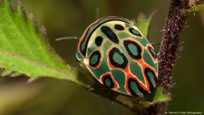 The amazing Picasso bug (Warren.K.Dick Photography)