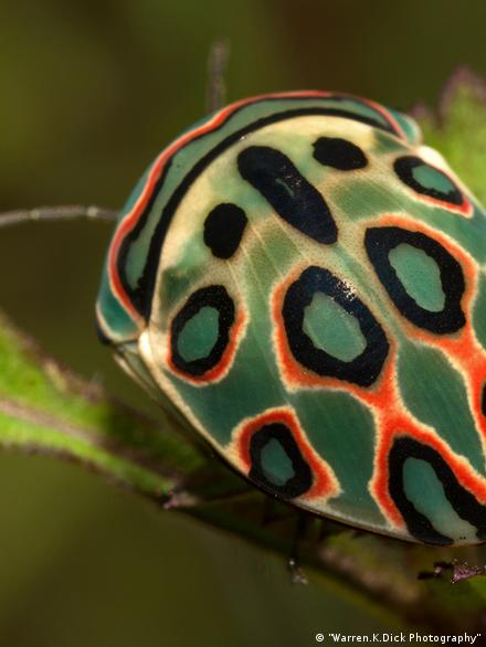 Rare Insects In South Africa