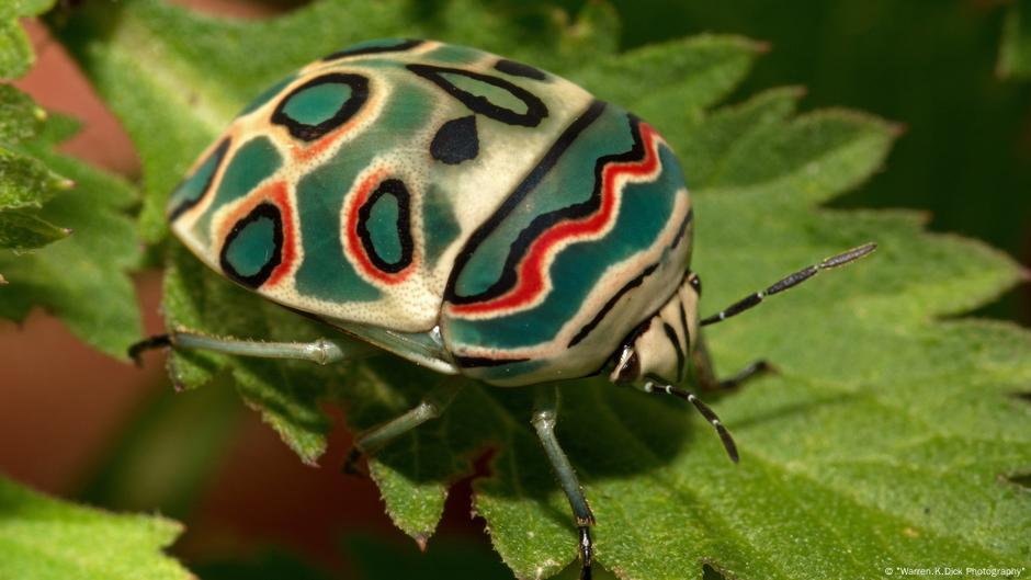 The wondrous world of African bugs DW 06/18/2018