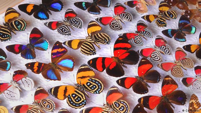 Butterflies and moths galore (Colourbox)