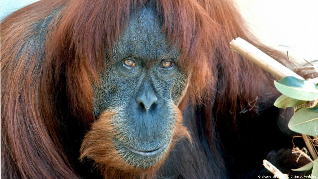 Orangutan at Germany's Allwetter Zoo cleans the windows