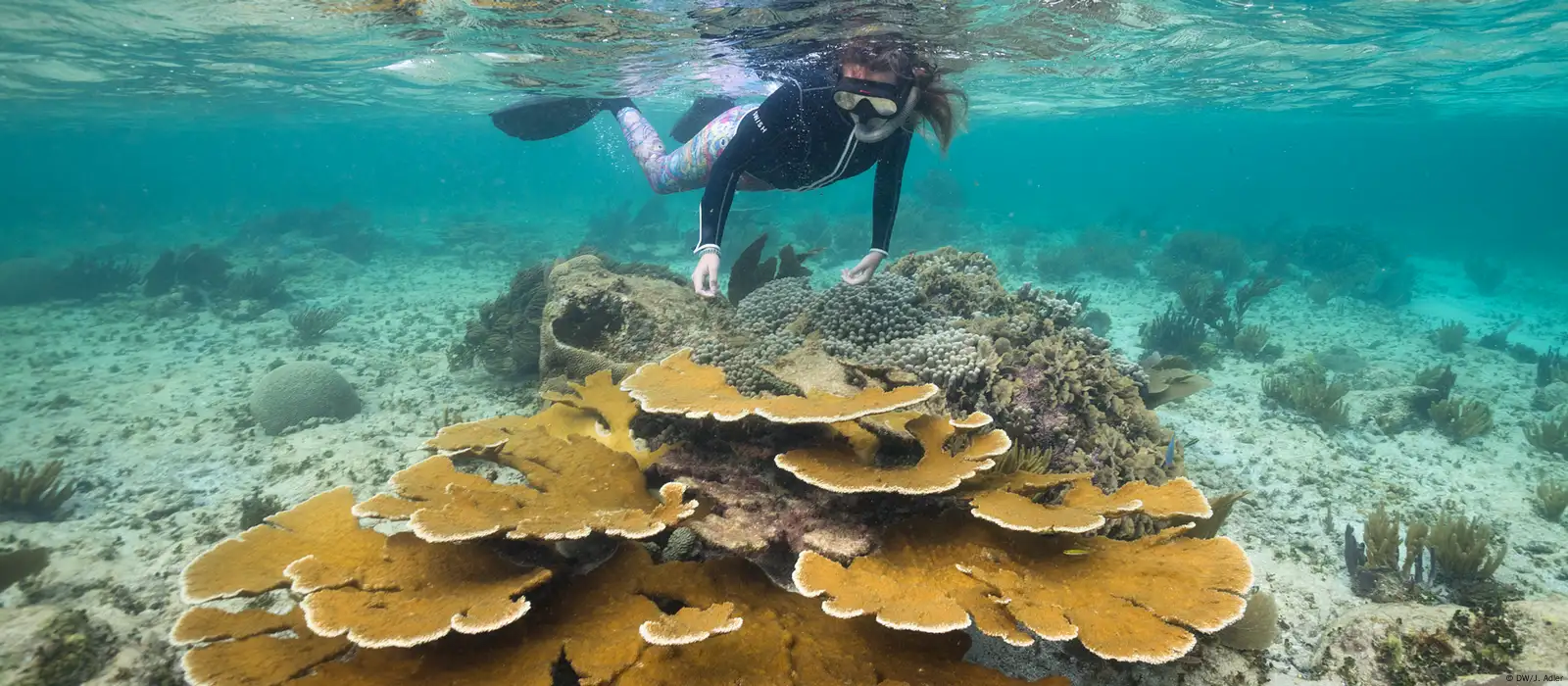 Examples of fishing impact on the Korallen coral reef. (A) A heavy