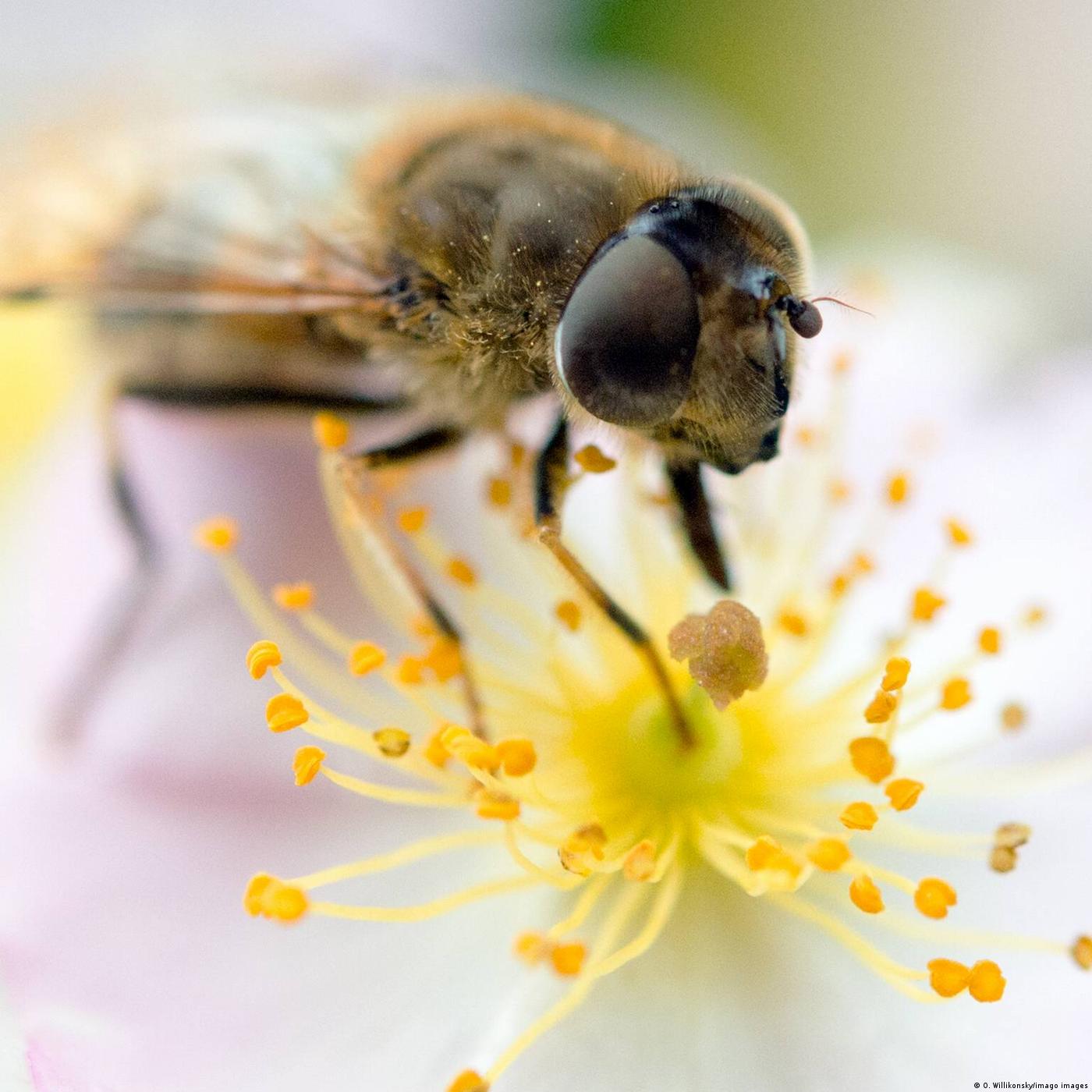 Living Planet: Insects and us