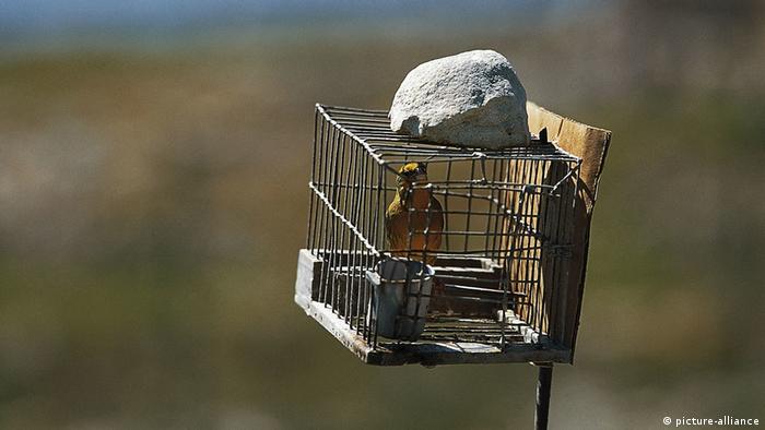 A decoy bird sits in a cage in Malta