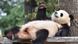 Панда Менг Менг в Берлинском зоопарке Панда Менг Менг в Берлинском зоопарке