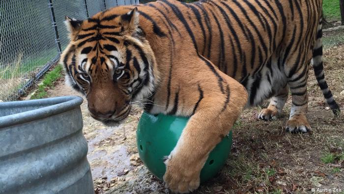 Taj the tiger at Austin Zoo
