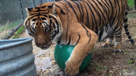 Video: Adorable Baby Tiger Being Smuggled Into US From Mexico Rescued