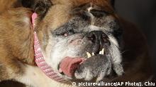 Zsa Zsa, a good girl and the World's Ugliest Dog, is dead