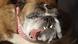 2018 World's Ugliest Dog contest 2018 World's Ugliest Dog contest