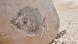 Fossilized pufferfish Fossilized pufferfish