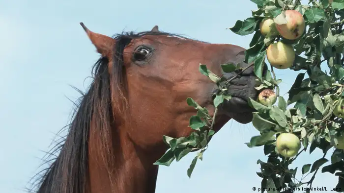 Pferd friss Apfel