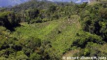 ONU: Colombia bate récord de cultivo de coca, México recuerda doble aniversario sísmico y otras noticias del día