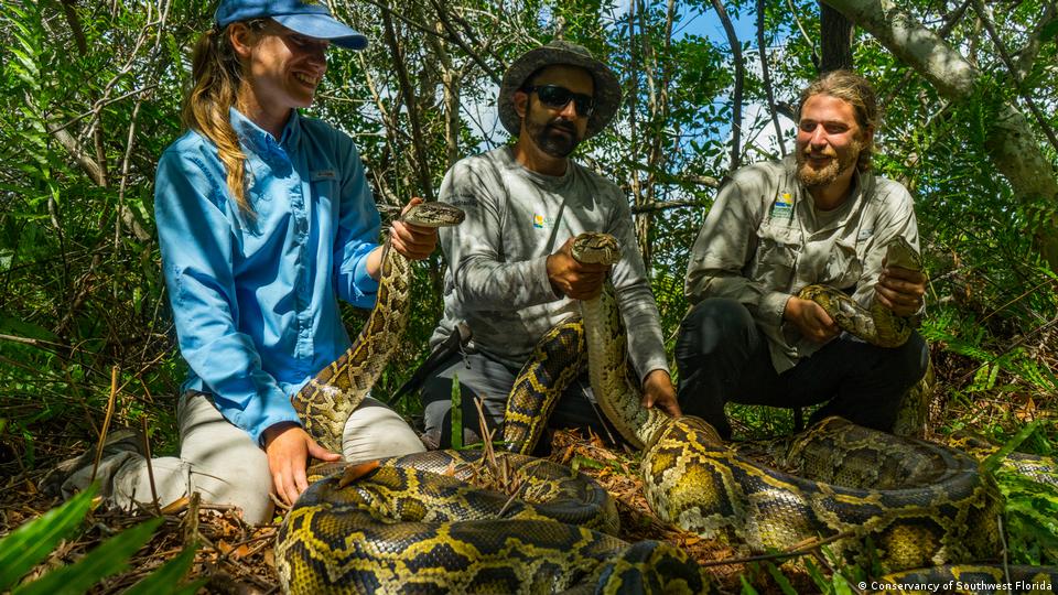 Python Wildman - The Defender of the Everglades