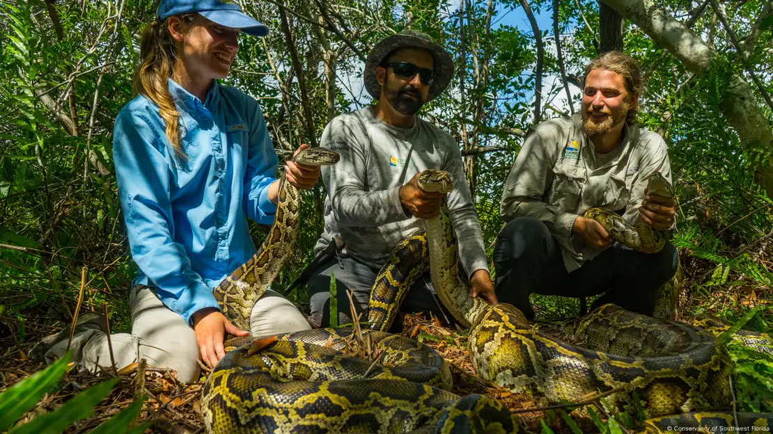 Burmese Python Eats Alligator And Explodes