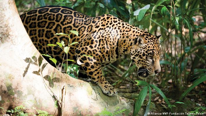 Aumenta el peligro para la fauna del Amazonas | Todos los contenidos | DW |  