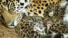 Nuevas esperanzas para el jaguar