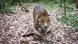 Ein Jaguar schleicht durch den Wald Ein Jaguar schleicht durch den Wald