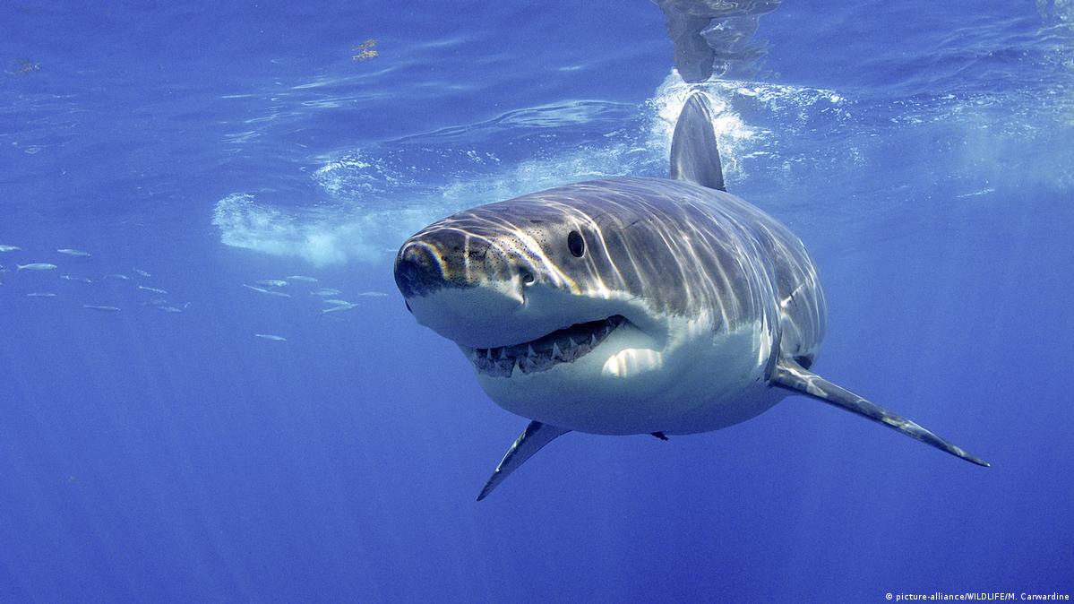 Tiburón blanco pudo contribuir a la extinción del megalodón – DW –  31/05/2022, image size:1199x674