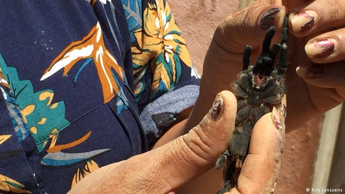 A tarantula has its fangs removed in Cambodia