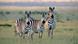 Zentralafrika: Manovo-Gounda St Floris National ParkBoehm-Steppenzebra, Boehms Steppenzebra, Equus quagga boehmi, Boehm's zebra, Grant's zebra, common zebra Zentralafrika: Manovo-Gounda St Floris National ParkBoehm-Steppenzebra, Boehms Steppenzebra, Equus quagga boehmi, Boehm's zebra, Grant's zebra, common zebra