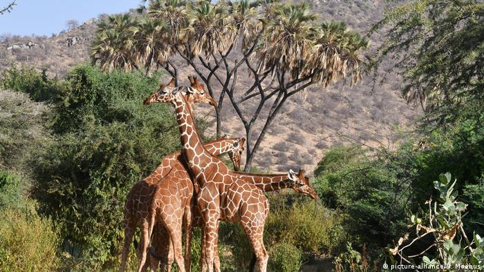 Giraffes in Manovo-Gounda St. Floris National Park (picture-alliance/D. Moebus)