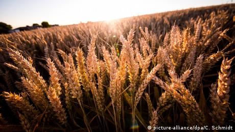 Пшеницата е една от най древните и важни зърнени култури в