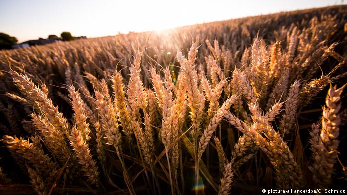 Пшеницата е една от най-древните и важни зърнени култури в