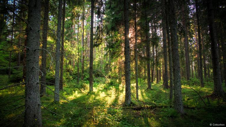 The return of Ireland's forests – DW – 07/27/2018