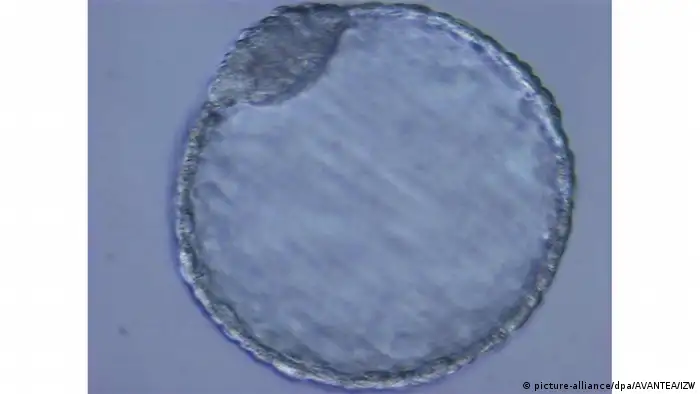 Erstmals Nashorn-Embryos im Labor erzeugt