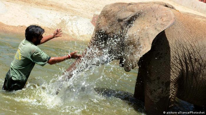 Pakistan Zoo in Karatschi | Elefant