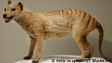 SYDNEY, AUSTRALIA: A Tasmanian tiger (Thylacine), which was declared extinct in 1936, is displayed at the Australian Museum in Sydney, 25 May 2002. Professor Mike Archer has led a team of scientists who have successfully replicated DNA from a 130-year-old female thylacine pup specimen preserved in ethanol and now plan to recreate the extinct species within a decade. AFP PHOTO/Torsten BLACKWOOD (Photo credit should read TORSTEN BLACKWOOD/AFP/Getty Images)