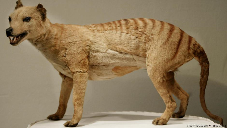 tyrannosaurus rex t rex evolved from