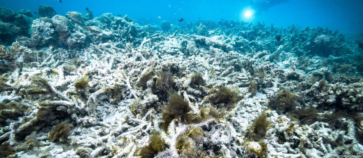 Zerkleinerte Koralle KARIBISCHES MEER Mit Aragonit. Ph Kh Puffer