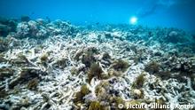Korallensterben: Start-up züchtet Riffe nach Maß