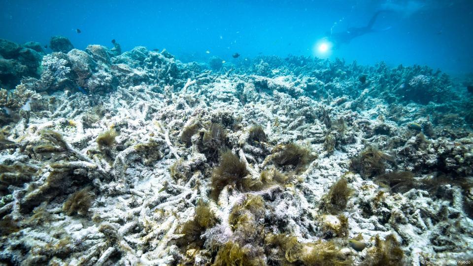 Great Barrier Reef bleaching to intensify by 2034 DW 07 05 2018