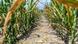 A field of poorly developed corn A field of poorly developed corn