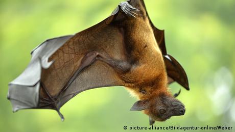 A flying fox hanging upside down 