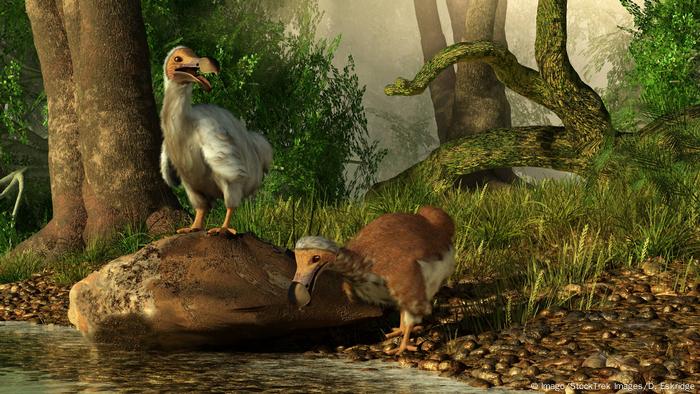 Dodos (Imago/StockTrek Images/D. Eskridge)