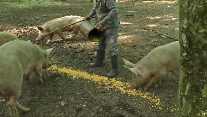 Serbien: Schweine kurbeln die Landwirtschaft an