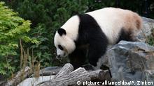 Berlin Wanderlustige Panda-Dame