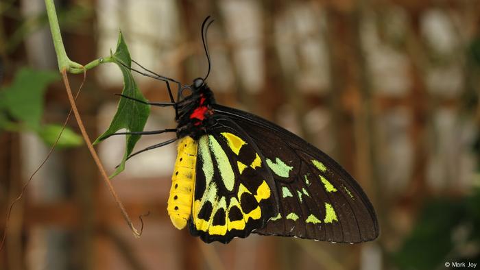 Ornithoptera alexandrae