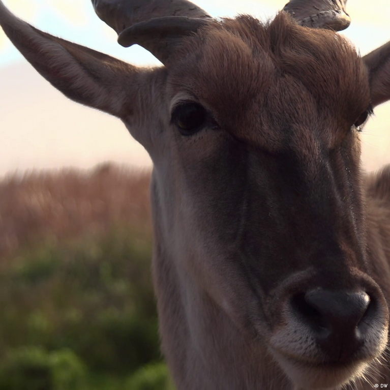 eland antelope nose
