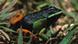 A Madagascan frog A Madagascan frog