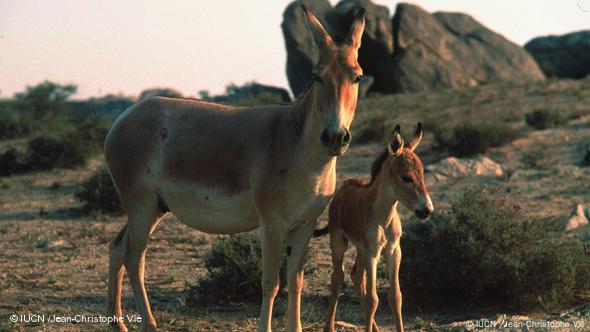 Eine Schöne Wildesel Ist Geölt Und Leckte So Verrückt Wie Nie Bevor Eine Schöne Wildesel Ist Geölt Und Leckte So Verrückt Wie Nie Bevor