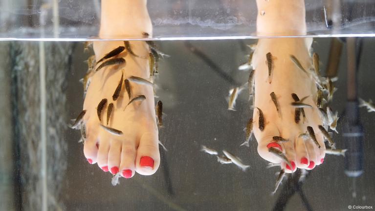 Health News: Fish pedicures are a bad idea! – DW – 07/11/2018