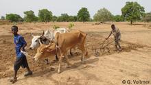 Bilder aus Mali. Sie zeigen das Dorf Balla, wo die NGO Pacindha Frauen in der Schafmästung ausbildet. Die Schafzucht soll sie gegen Ernteausfälle aufgrund zunehmender Dürre absichern, eine Maßnahme zur Anpassung an den Klimawandel. Fotografin ist Gerlind Vollmer.
