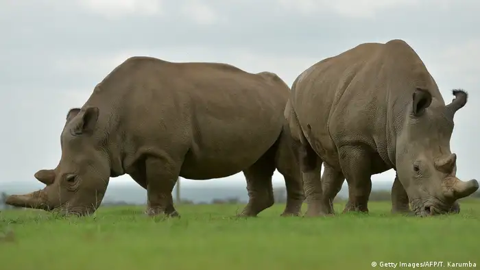  The two remaining female northern white rhinos graze together in a paddock