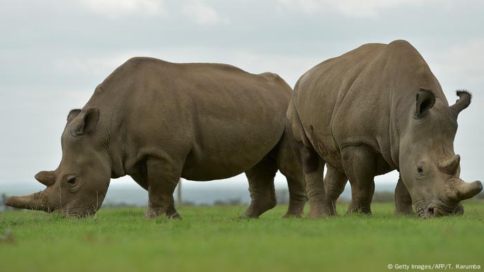 8 Species On The Brink In 2019 All Media Content Dw 02 01 2019