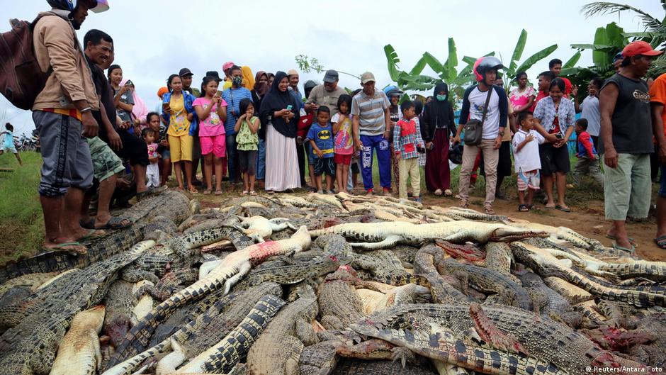 Una masacre de cocodrilos por venganza | Ecología | DW 
