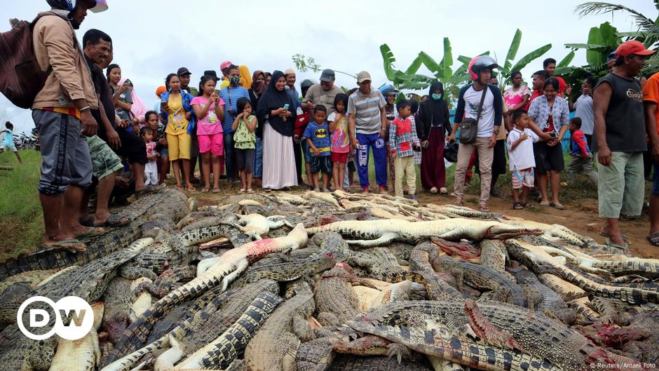 Una masacre de cocodrilos por venganza | Ecología | DW 